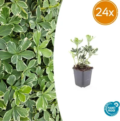 Image de Pachysandra term. 'Variegata' | 24 pièces - 10-25cm - Ø9cm - Plante de jardin