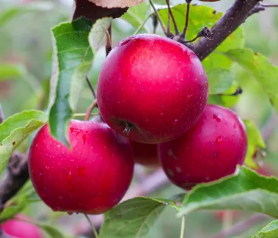 Produktbild von Dehner Rotfleischiger Apfel Baya Marisa, Malus domestica, rotes Fruchtfleisch, ca. 150-200 cm, Obstbaum