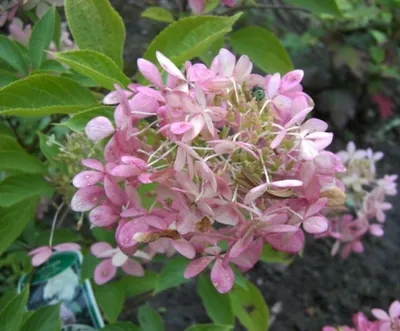 Produktbild von Rispenhortensie Phantom - Hydrangea paniculata Phantom - 40-60cm