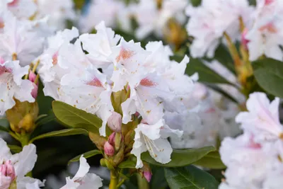 Produktbild von Rhododendron 'Cunninghams White', weiß, 40–50 cm