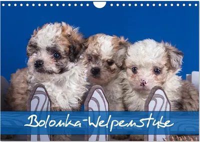 Produktbild von Bolonka Welpenstube (Wandkalender 2025 DIN A4 quer), CALVENDO Monatskalender