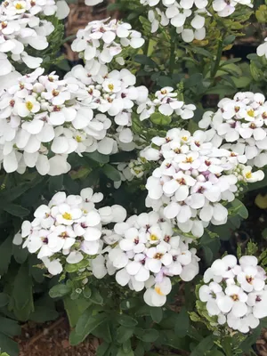 Produktbild von 6 x Iberis 'Masterpiece'® - Schleifenblume - Topf 9 x 9 cm