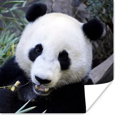 Produktbild von MuchoWow® Poster Panda - Tier - Blätter 50x50 cm - Wohnzimmerdekoration