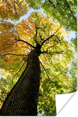 Produktbild von MuchoWow® Poster Baum - Natur - Wald 20x30 cm - Papierdruck