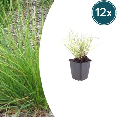 Zdjęcie produktu dla Sesleria autumnalis | 12 sztuk - 10-25cm - Ø9cm - Roślina ogrodowa