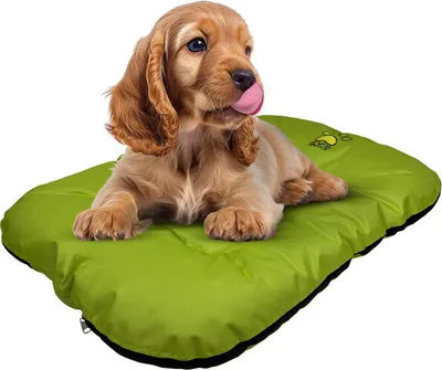 Produktbild von EVE Textile Hundebett Katzenbett 70x50x5 cm Grün Hundekorb Katzenkorb Hundekissen Katzenkissen Hundesofa Katzensofa Bett für Haustiere Hund und Katze