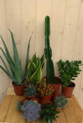 Productafbeelding van Kamerplantenpakket plantenbox circa 6 tot 10 planten Zon Warentuin Natuurlijk