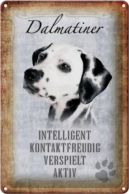 Produktbild von Blechschild Spruch 20x30cm Dalmatiner Hund Schild