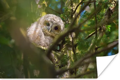 Produktbild von MuchoWow® Poster Waldkauz zwischen den Ästen im Baum 120x80 cm - Bilder