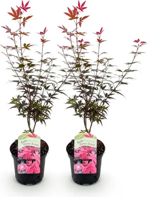 Image de Green boutiQ - Terrasplant - Japanse Esdoorn - Acer palmatum Skeetsers Broom - Paars - 2 Planten - Bladverliezend - Pot 19cm Hoogte 70cm