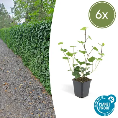 Zdjęcie produktu dla Roslina okrywowa - bluszcz irlandzki - Hedera hibernica - doniczka 9 cm - zestaw 6 roslin