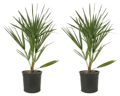 Immagine prodotto di Set di 2 piante di Chamaerops humilis, palma nana, altezza 50-60 cm, in vaso da 15 cm