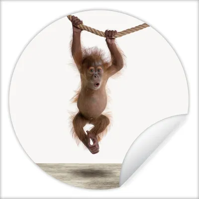 Produktbild von MuchoWow® Runde Wandtattoo - Wandsticker Tapete Aufkleber Affe - Tiere - Kinder - Orang Utan - Jungen - Mädchen Ø 80 cm Selbstklebend und Repositionierbar - Wandaufkleber - Kreis - Mauerkreis - Wand Bilder - Wandsticker - Wohnzimmer Dekoration - Dekoration für die Wände - Aluminium - Babyzimmer