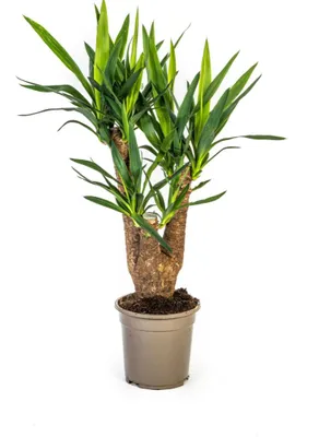 Produktbild von Yucca Elephantipes - 60-70cm - Ø21cm - Zimmerpflanze - Immergrün
