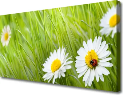 Produktbild von Tulup Leinwand-Bilder 100x50 Wandbild Canvas Kunstdruck Gras Gänseblümchen Natur