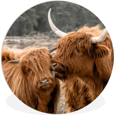 Produktbild von MuchoWow® Rundes Wandbild - Runde Bilder Schottischer Highlander - Kuh - Tiere Ø 30 cm Kreis Wanddekoration Kunststoff - Wandkreis - Wandschmuck - Schlafzimmer - Bilder - Der Kreis - Kunst für die Wohnung - Plastik - Kunstdruck - Wandbild