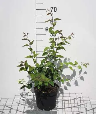 Produktbild von Syringa microphylla 'Superba' - Flieder 40- 50 cm - Container