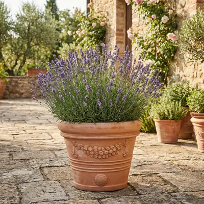 Produktbild von Teramico "Festonato" Terracotta Topf Frostfest 35 cm
