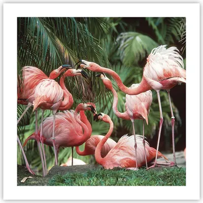 Produktbild von Poster - Poster ohne Rahmen - Palmen Herde Flamingos - 50x50 cm - Wand Bild - Wanddeko - Wandbilder - Kunstposter - Wandposter - Bilder - Kunstdruck - Wanddekoration - Wandbild - P2XAC50x50-4804