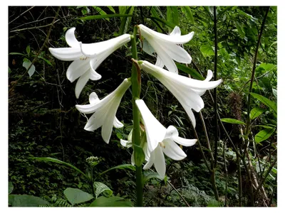 Produktbild von Riesenlilie, Baumlilie 10 Samen -cardiocrinum giganteum- *Die größte ihrer Art*