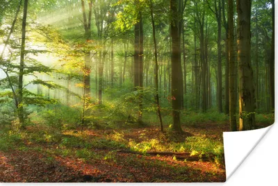 Produktbild von MuchoWow® Poster Sonne - Wald - Bäume - Natur - Herbst 120x80 cm - Bilder
