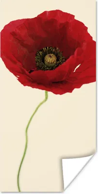 Produktbild von MuchoWow® Poster Nahaufnahme einer roten Mohnblume 20x40 cm - Plakat - Foto