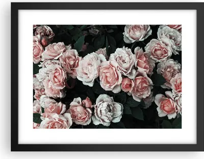 Produktbild von Gerahmtes Poster - Schwarzer Rahmen - Rosen Blumen Blätter - 40x30 cm - Wand Bild - Wanddeko - Wandbilder - Kunstposter - Wandposter - Bilderrahmen - Bilder - Kunstdruck - P2BAA40x30-4760