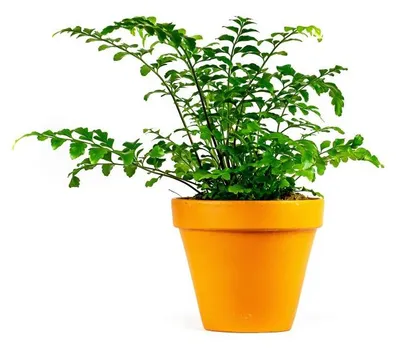 Obrázek produktu pro Gardners Asplenium parvati, průměr 12 cm