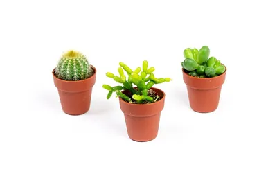 Obrázek produktu pro Gardners Set 3 ks rostlin Kaktusy mix, průměr 3,5 cm