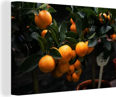 Produktbild von OneMillionCanvasses® - Leinwandbilder - 140x90 cm, Obst - Orange - Baum, Wandbilder Kunstdruck Wanddekoration
