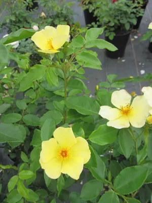 Produktbild von Rosa Tottering by Gently ® - Englische Rose Tottering by Gently ® - Austin Rose