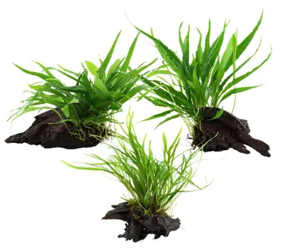 Produktbild von Aquarium Pflanze auf Wurzel Tropica Nr.008 008A 008G YWS Set Mix