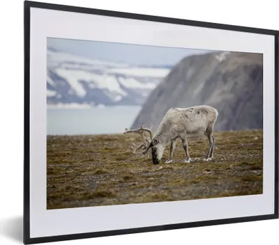 Produktbild von MuchoWow® MuchoWow® Gerahmtes Poster Ein weißes Rentier auf einem Feld 40x30 cm - Poster mit zchwarzem Bilderrahmen - Bilderrahmen - Poster im Rahmen