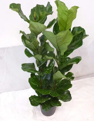 Produktbild von [Palmenlager] - XL Ficus lyrata 2er Tuff 150 cm - Geigenfeige / Zimmerpflanze