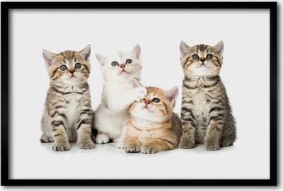 Produktbild von Bild 60x40 MDF-Rahmen, Wandkunst kleine Katzen