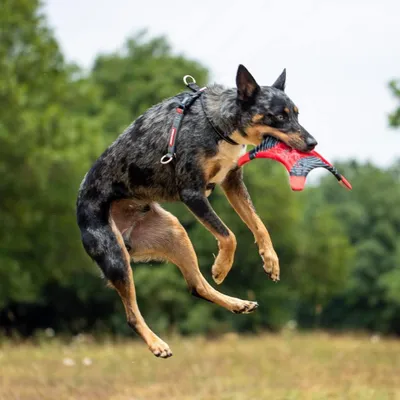 Produktbild von Crosscheck Hundegeschirr für kleine, mittelgroße und große Hunde - Anti-Zieh Training Zubehör - Reflektierend verstellbare Größe (XS Rot)