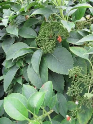 Produktbild von Hydrangea semiola - immergrüne Kletterhortensie (Gartenhortensie)