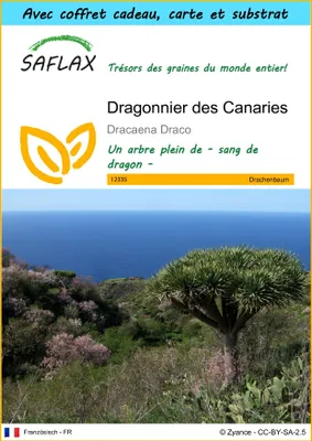 Image de SAFLAX Ensemble-cadeau - Dragonnier des Canaries - 5 graines - Dracaena