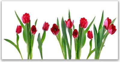 Produktbild von Tulup Leinwand-Bilder 140x70 Wandbild Canvas Kunstdruck Tulpen Pflanzen