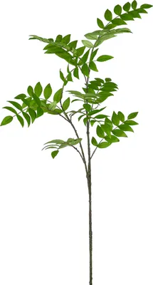 Produktbild von Ebereschezweig EBERESCHE