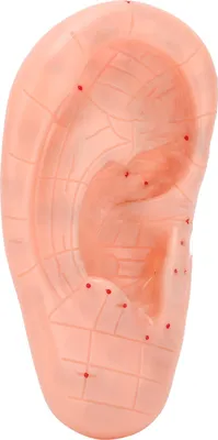 Obrázek produktu pro Model ušní reflexologie Model masáže akupunkturních bodů lidského ucha pro výukové účely