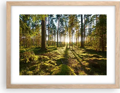 Produktbild von Gerahmtes Poster - Rahmen in heller Eiche - Wald Baum Natur - 40x30 cm - Wand Bild - Wanddeko - Wandbilder - Kunstposter - Wandposter - Bilderrahmen - Bilder - Kunstdruck - Wandbild - P2NAA40x30-3724
