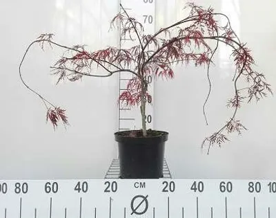 Produktbild von Acer palm. 'Inaba Shidare' - Fächerahorn 40- 50 cm Container