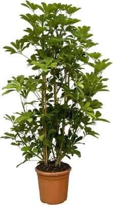 Produktbild von Famanu Schefflera Luseana - 140 cm - Ø30 cm