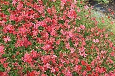 Produktbild von 6 x Coreopsis hybr. 'Limerock Ruby' - Mädchenauge - Topf 9 x 9 cm