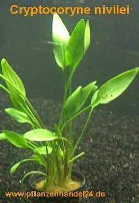 Produktbild von 1 Topf Cryptocoryne nevilei, Aquariumpflanze