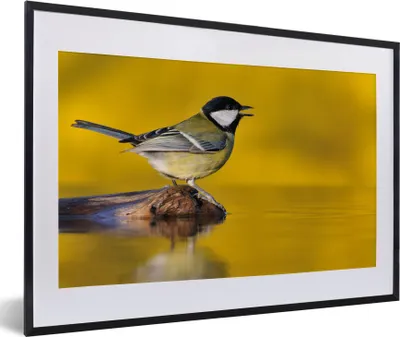 Produktbild von MuchoWow® Gerahmtes Poster Kohlmeise - Vogel - Wasser 60x40 cm - Poster mit Schwarzem Bilderrahmen Wandposter Rahmen Foto Bilder - Schlafzimmer - Plakat in Rahmen - Drucken