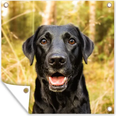 Produktbild von MuchoWow® 50x50 cm Outdoor-Poster Gartendeko Sichtschutz Garten Poster für den Garten  Glücklicher schwarzer Hund