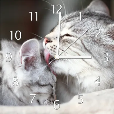 Produktbild von Wallario Design Wanduhr Süße kleine getigerte Katzenbabys aus Echtglas, Größe 30 x 30 cm