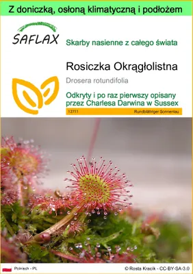 Zdjęcie produktu dla SAFLAX - Garden to go - Rosiczka Okrągłolistna - 50 Nasiona - Z doniczką, pokrywą klimatyczną i podłożem do uprawy - Drosera rotundifolia